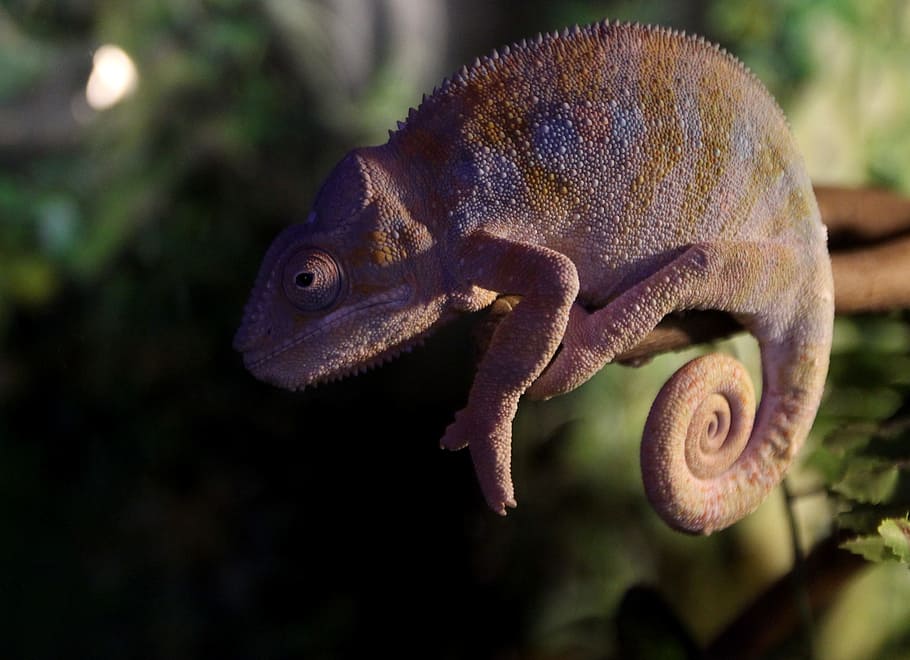 selective, focus photography, gecko, chameleon, reptile, casey, rest, animal themes, one animal, animal