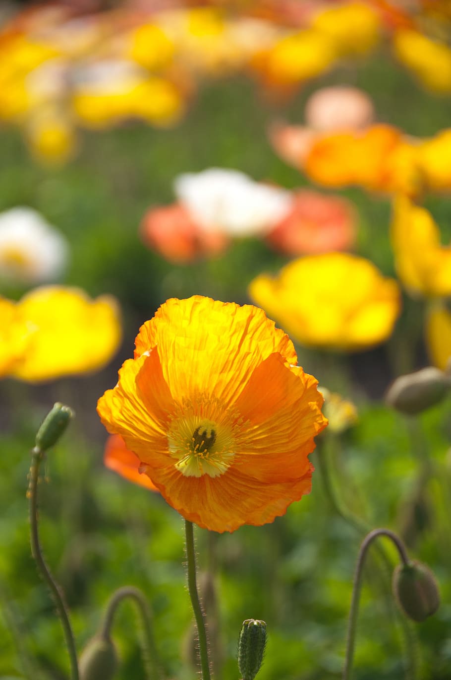 selective, focus photography, california poppy flowers, poppy, spring, flowers, yellow, flower, flowering plant, plant