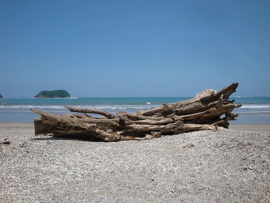 brown, drift wood, beach, Costa Rica, Pacific, Beach, Wood, pacific, baustamm, sea, sand