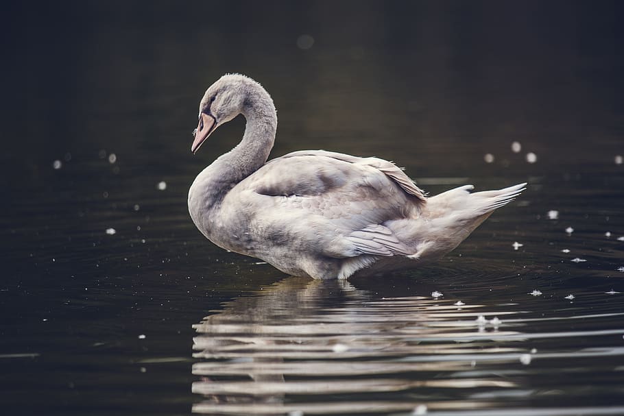 white, swan, pond, water, river, wet, splash, drop, bird, large