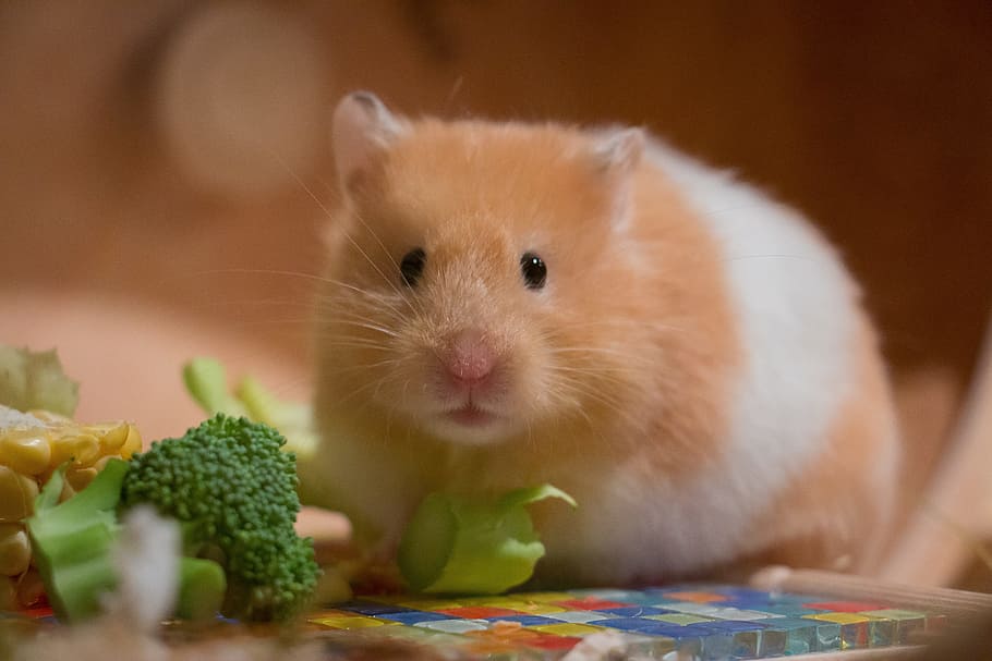 brown, white, hamster, broccoli, cute, small, portrait, goldhamster, medium-hamster, pet