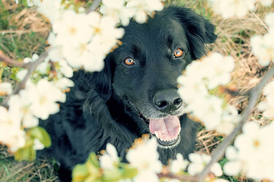 adulto, negro, perro perdiguero de capa plana, perro, flor, flor de cerezo, mascota, cara, naturaleza, cerrar