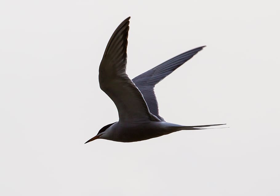 arctic turn, flight, silhouette, sea bird, flying, tern, sky, seagull, beach, animal