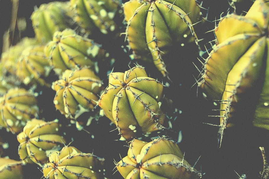 cactus verde, verde, cactus, naturaleza, planta, primer plano, espina, amarillo, sin gente, color verde