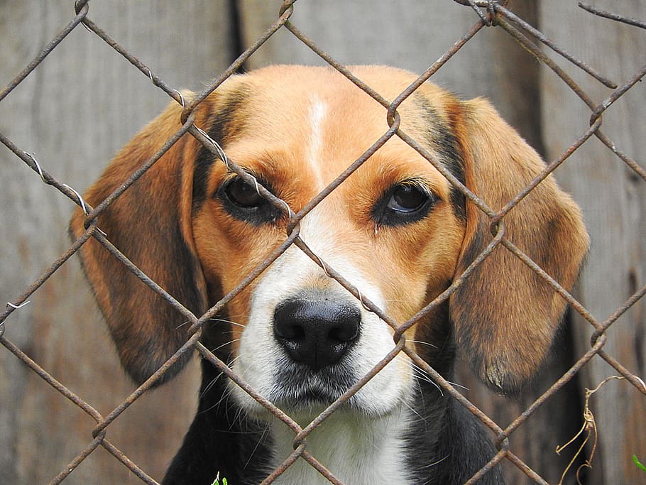 beagle, wire link fence, dog, imprisoned, kennel, mammal, animal themes, canine, one animal, domestic animals
