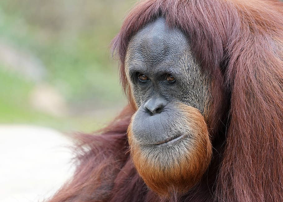 selective, focus, brown, orangutan, monkey, primate, ape, wildlife, animal, sumatran