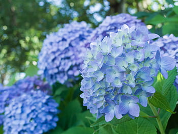 Page 4 - Royalty-free flowers hydrangeas blue photos free download - Pxfuel