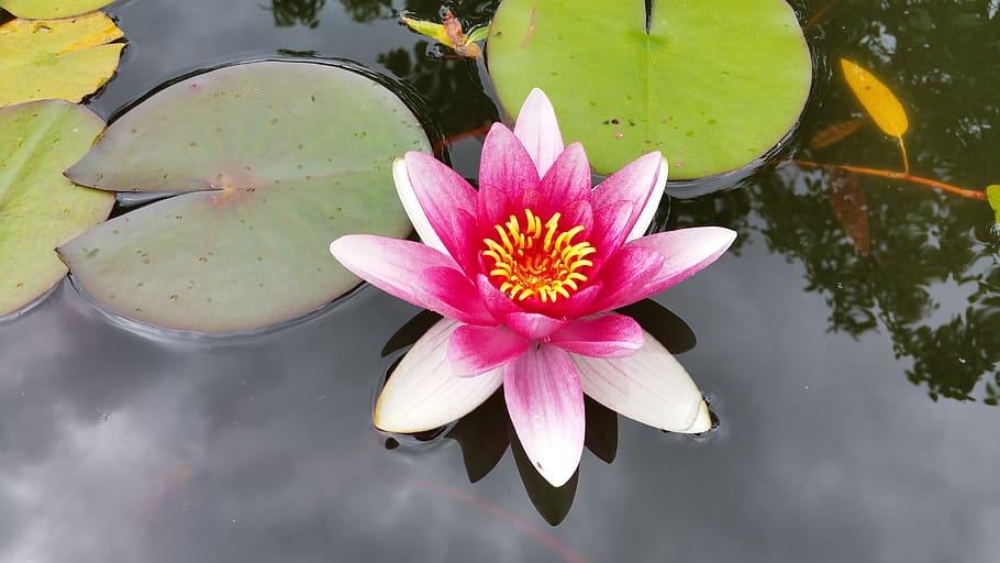 water lily, pond, pink water lily, aquatic plant, waters, flower, water, flowering plant, lake, freshness
