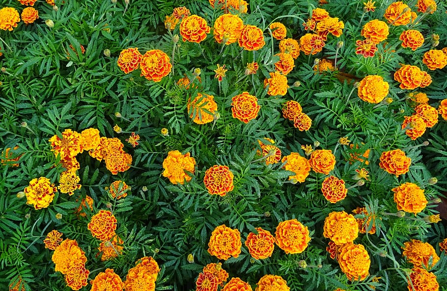 orange, marigold flowers, bloom, french marigold, flower, marigold, yellow, flora, garden, blossom