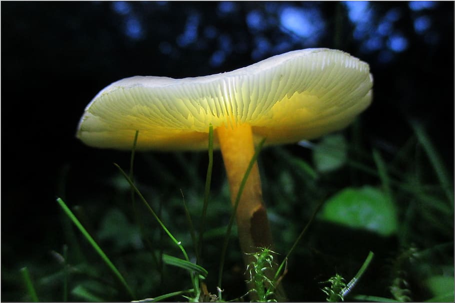 fungi, white and yellow mushroom, mushroom, fungus, plant, growth, vegetable, beauty in nature, close-up, land