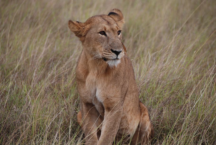 lioness, africa, kenya, wildlife, savannah, animal themes, animal, animal wildlife, animals in the wild, grass