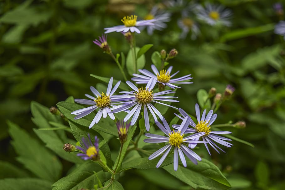 flowers, beach-aster, bloom, purple, nature, daisy, summer, blossom, plant, meadow