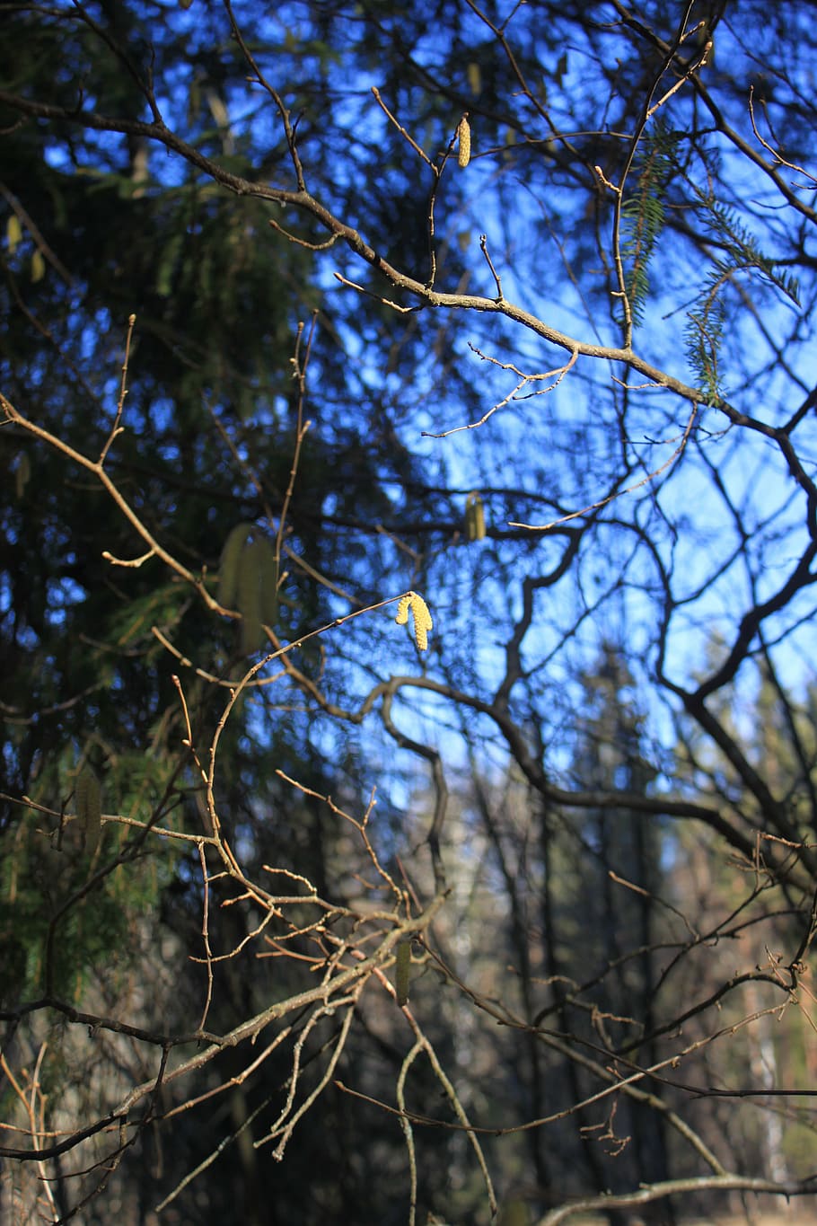 spring, catkins, birch, sun, branch, blue sky, plant, tree, nature, growth