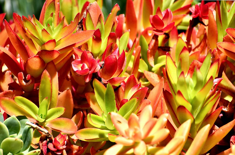succulent, plant, botanical, flora, variegated, cape, south africa, growth, close-up, beauty in nature