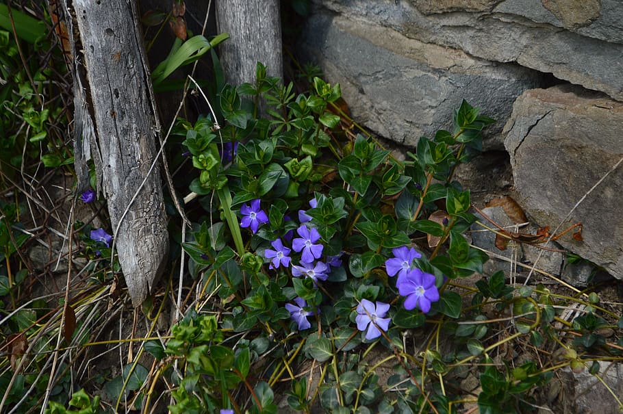 blue, flowers, fence, gently, plant, flowering plant, flower, growth, vulnerability, fragility
