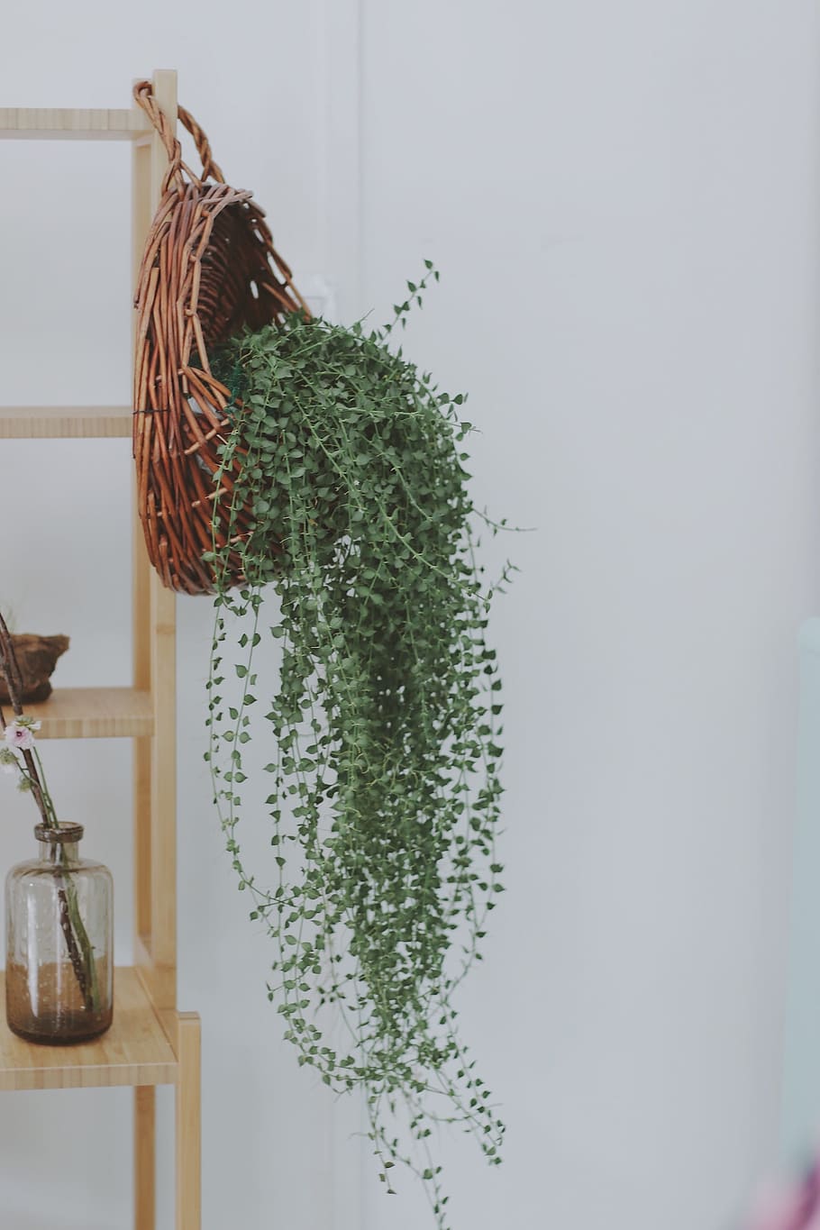 fresh, household, plant, hanging, growth, nature, indoors, decoration, green color, tree