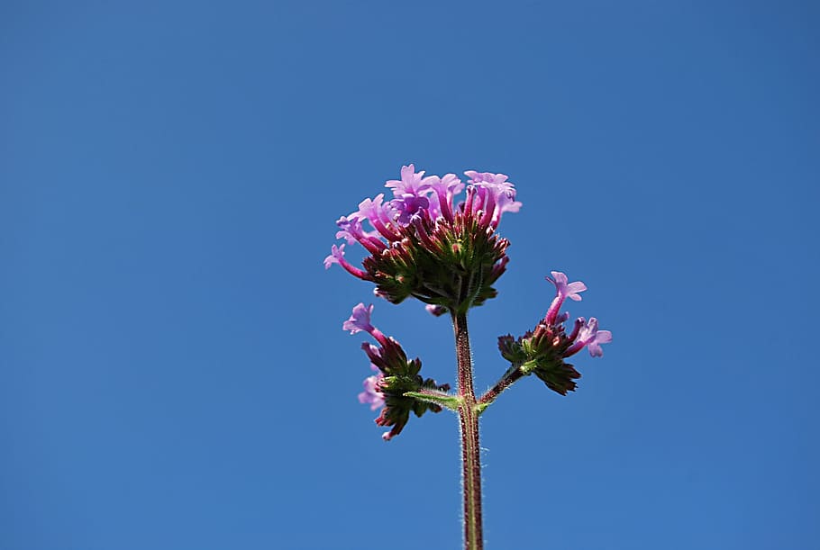 flower, verbena patagońska, garden, flowering plant, plant, freshness, beauty in nature, fragility, blue, sky