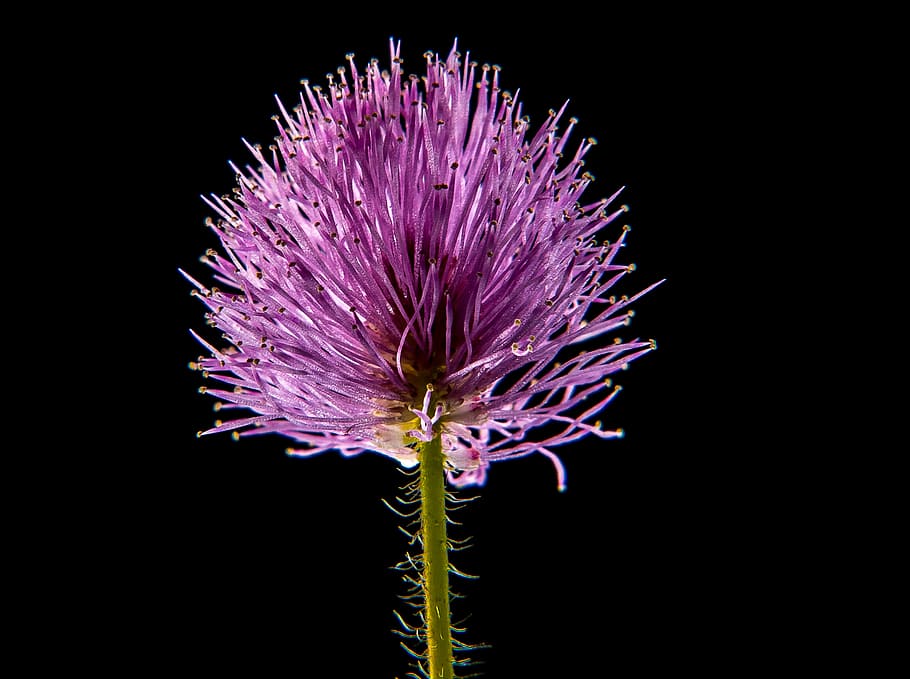 pink, gayfeather flower, closeup, small flower, flower, macro, nature, plant, purple, single Flower