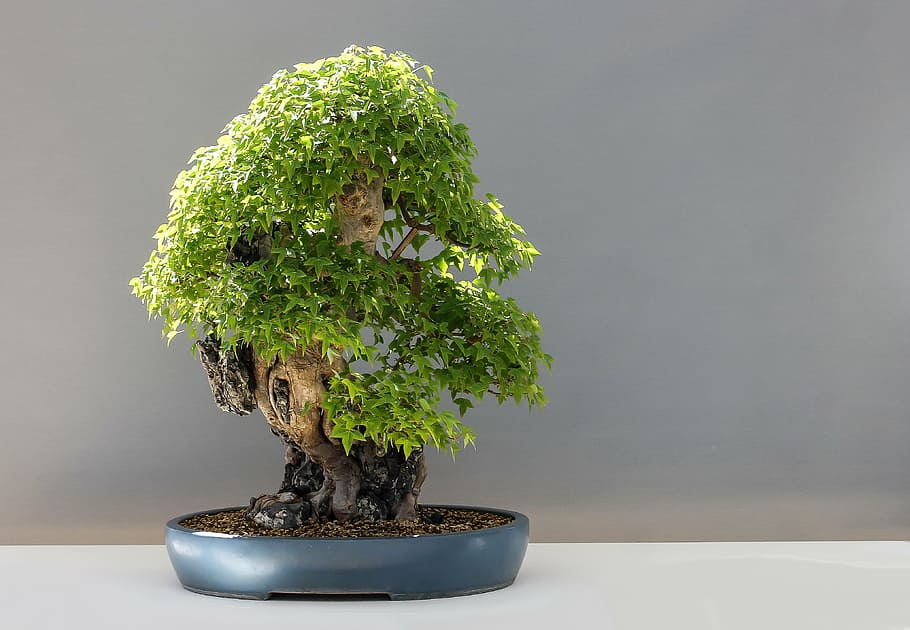 cinza, em vaso, verde, planta bonsai, bonsai, bordo bonsai, áromerrom bordo, acer buergerianum, cultura japão, japão