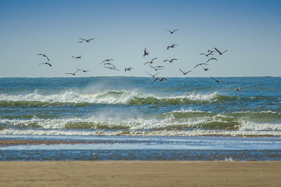 flock, birds, flying, sea, daytime, gulls, coast, ocean, beach, wales