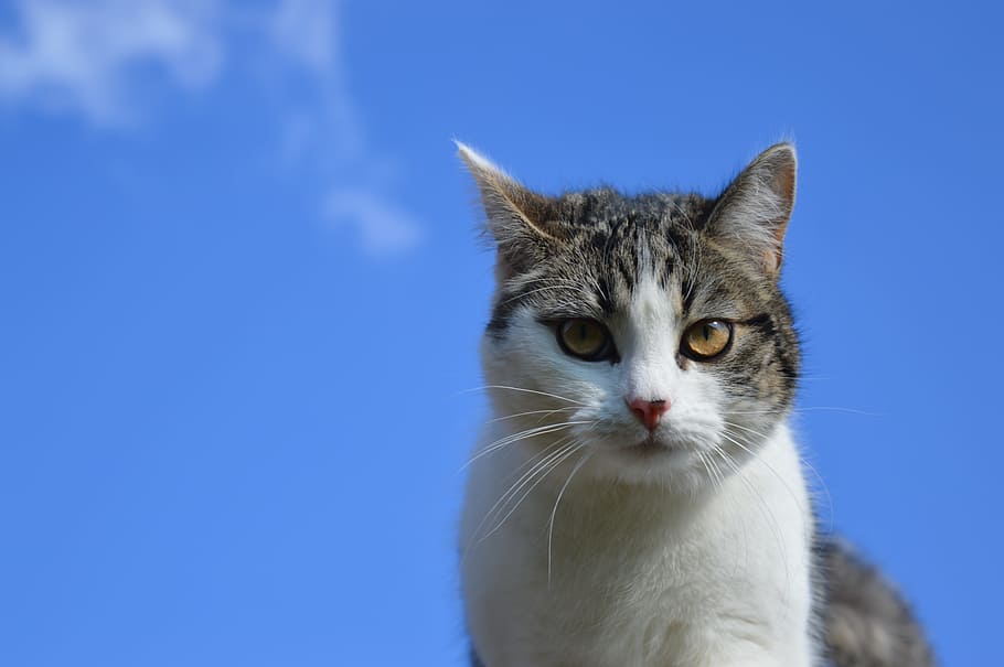 Cat, Head, Sky, Blue, cat, head, sky, blue, domestic cat, pets, looking at camera, portrait