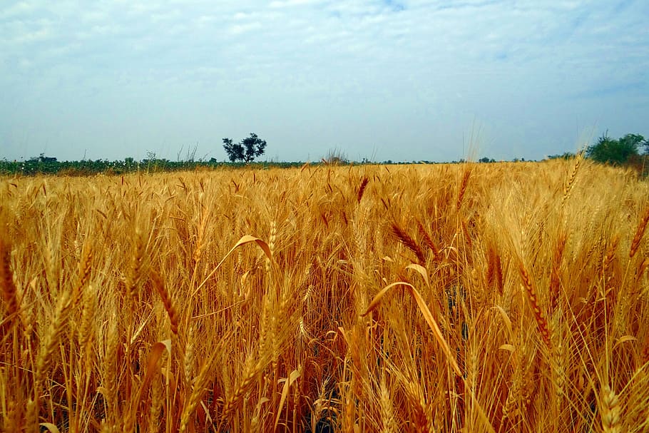 wheat fields, crop, harvest, wheat spikes, ripe, grains, cereals, agriculture, india, field