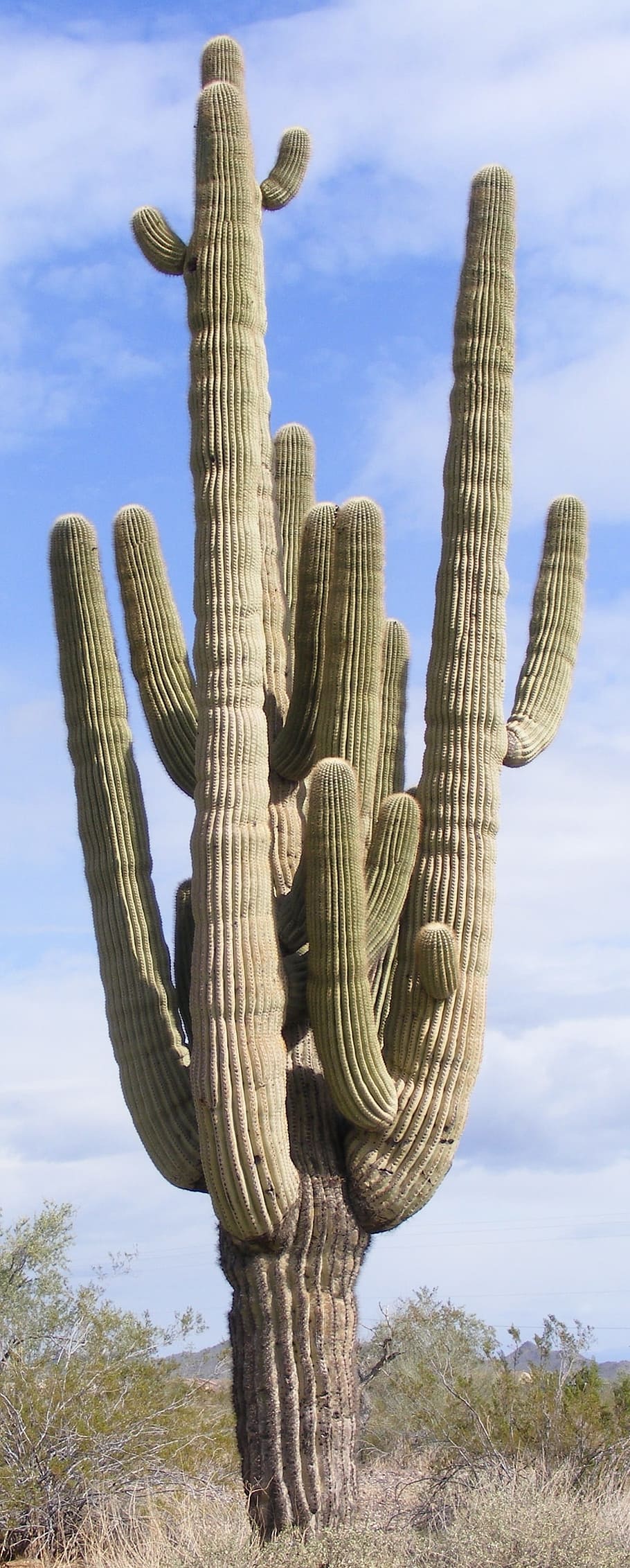 kaktus, banyak tangan, saguaro, arizona, sonoran, gurun, barat daya, alam, saguaro kaktus, tanaman succulent