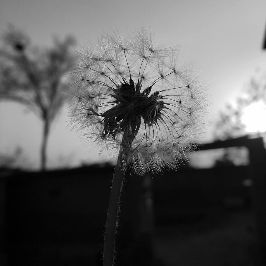 Dandelion, Matahari Terbenam, Siluet, hitam dan putih, alam, luar ruangan, bunga, tanaman, pertumbuhan, hari