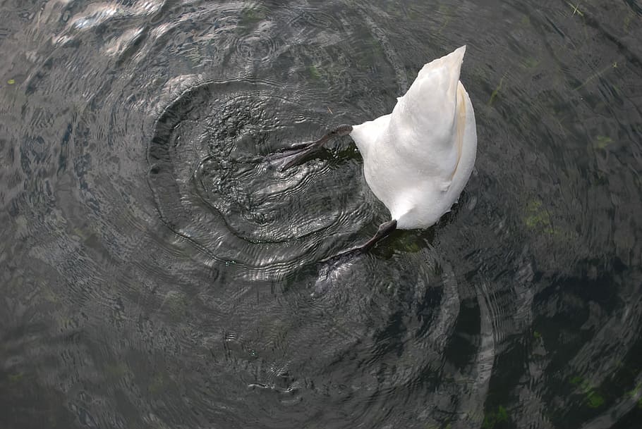 Swan, Water, Lake, White, Bird, Nature, white, bird, wildlife, reflection, waterfowl
