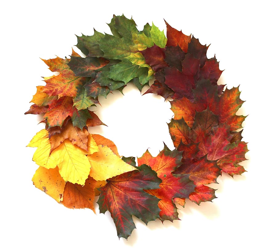 assorted-color maple, leaves, wreath, autumn, fall foliage, leaf, golden autumn, nature, forest, red leaves