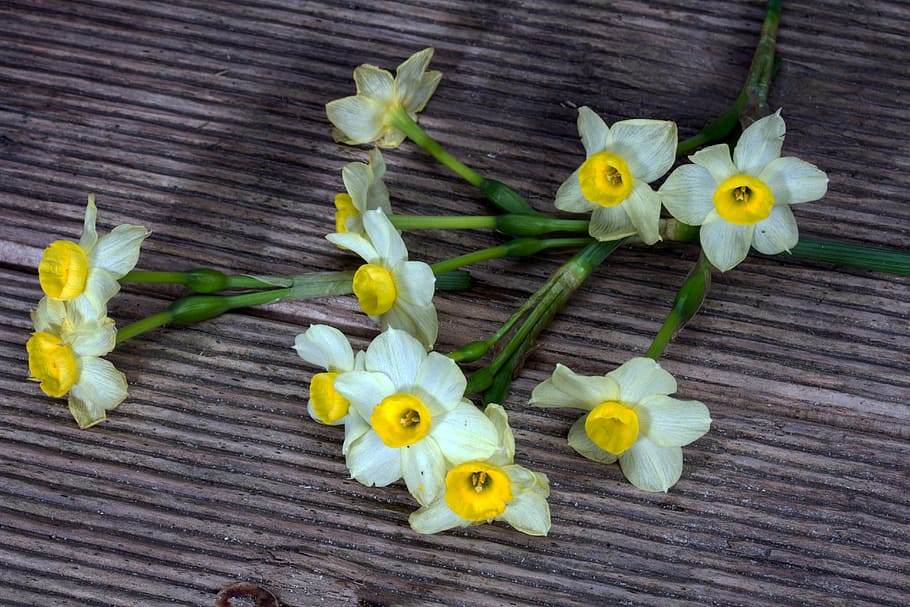 daffodils, flowers, wood, background, narcissus pseudonarcissus, daffodil, flower, flowering plant, plant, wood - material