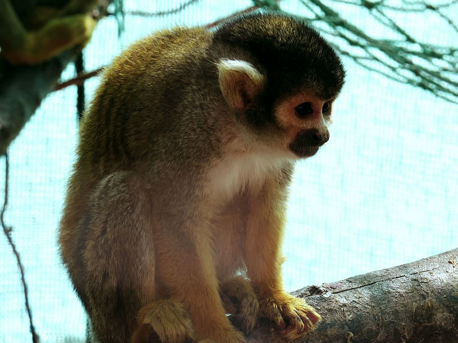 zoo, squirrel monkey, animal, mono, exotic animal, nature, fauna, animals, macaco, mammals