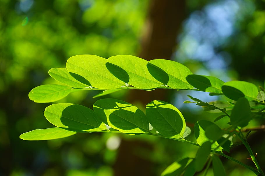 common maple, leaf, green, robinia, leaf veins, filigree, leaf structures, tree, shine through, shades of green