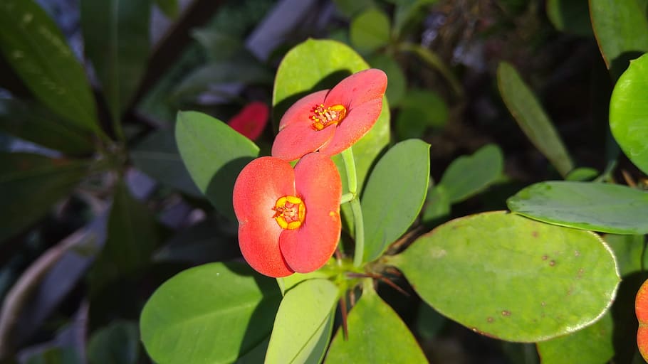 euphorbia milii, flowers, nature, garden, crown of thorns, red, plant, plant part, leaf, freshness