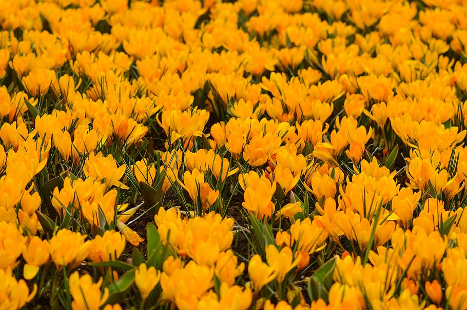 tulips, keukenhof, spring, flower, holland, plant, garden, nature, netherlands, bloom