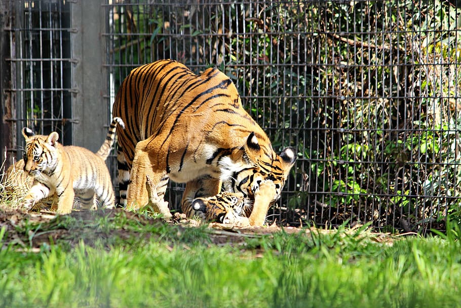Tigre, zoológico, cachorros, naturaleza, animal, vida silvestre, gato, mamífero, felino, grande