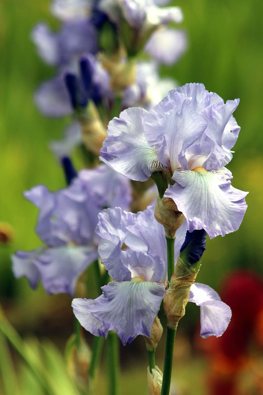 selektif, fokus fotografi, biru, putih, bunga petaled, iris biru, bunga, musim panas, taman bunga iris, bunga musim panas