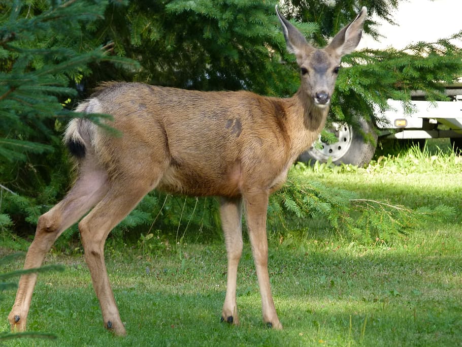 deer, animals, mammal, watching, beware, attention, forest, nature, outside, summer