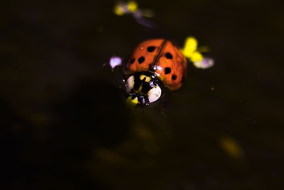 lady bug, insect, ladybug, dots, cute, animal themes, animal, animal wildlife, invertebrate, one animal