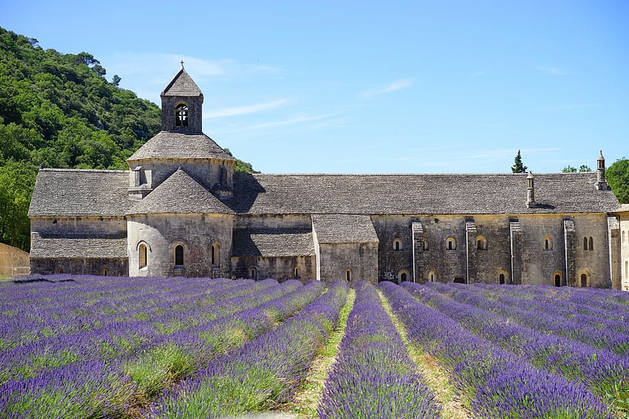 gray, concrete, chapel, field, lavender, flower, abbaye de sénanque, monastery, abbey, notre dame de sénanque
