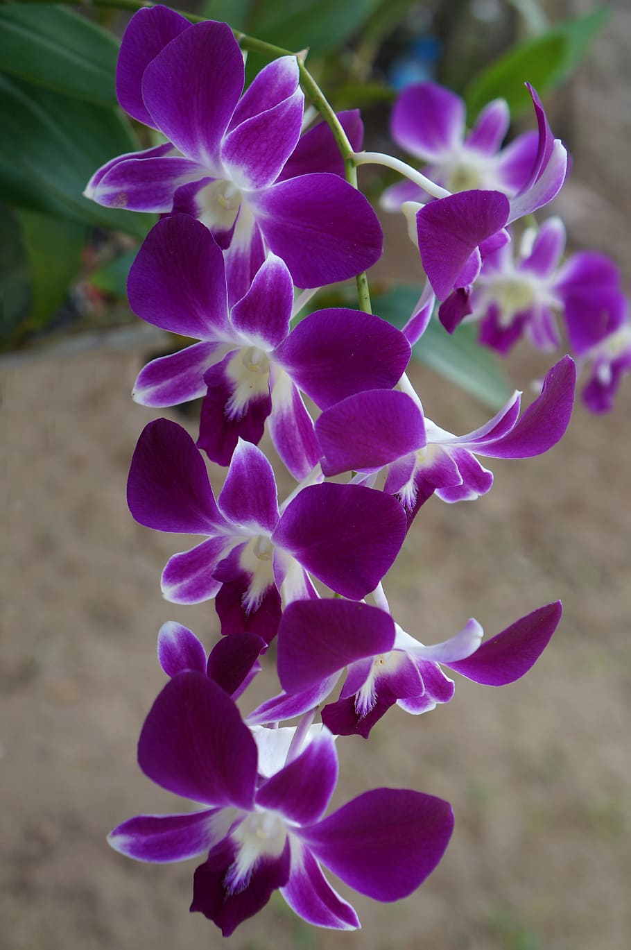 orquídeas, flores de rama, orquídea púrpura, flores florecen, planta  floreciendo, flor, planta, fragilidad, vulnerabilidad, belleza en la  naturaleza | Pxfuel