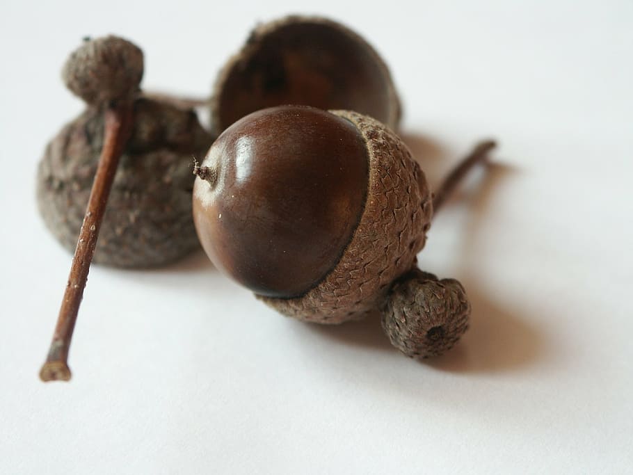 acorn, brown, autumn, nature, close-up, nut - Food, leaf, seed, food and drink, food