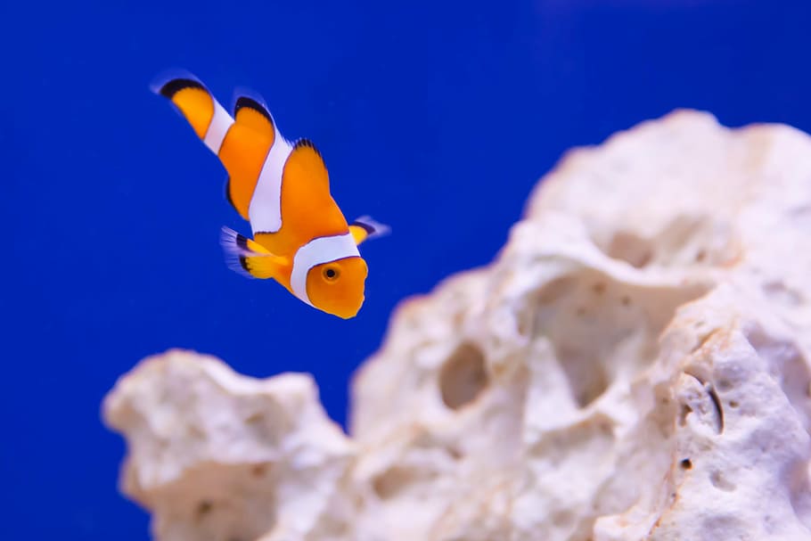 clownfish in macroshot, anemone, animal, aquarium, clown, fish, marine, ocean, orange, reef