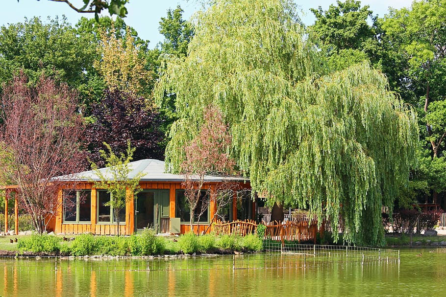 rumah kayu, weeping willow, kebun binatang Greifswald, alam, danau, pemandangan, perairan, pulau, musim panas, suasana hati