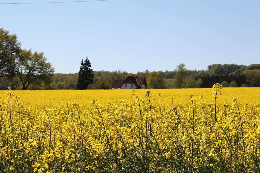 field of rapeseeds, in bloom, farm, rape blossom, yellow, spring, bright, nature, plant, time of year