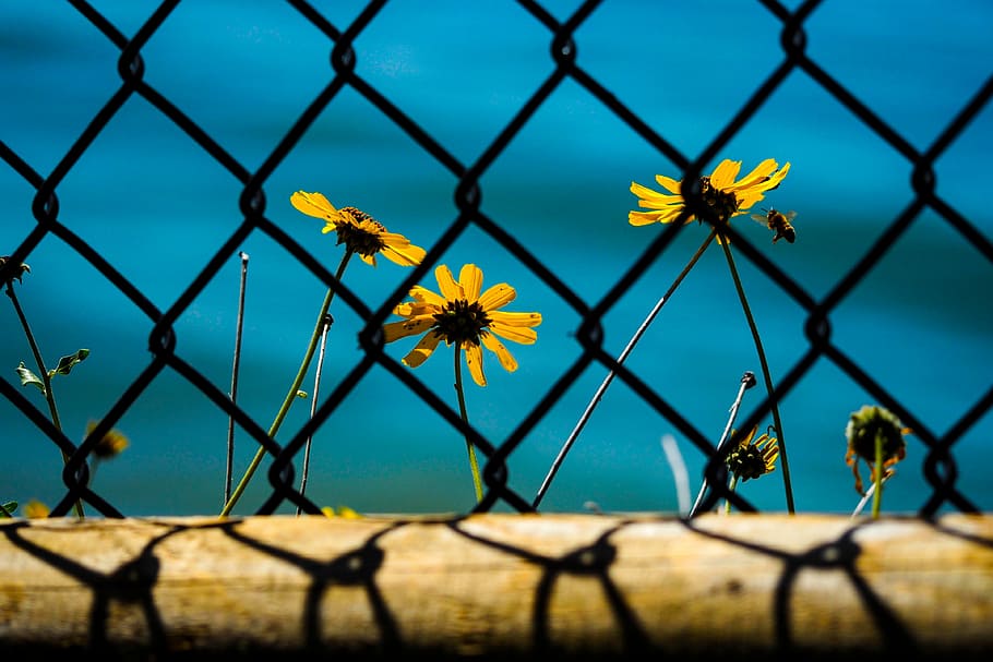 yellow, sunflower, behind, chain-link fence, chain, link, fence, flower, garden, plant