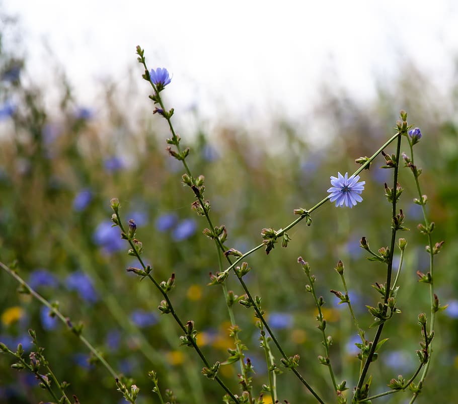 cichorium intybus, chicory flowers, cornflower, wild flowers, pollen, nature, chicory, blue, flower, coffeeweed