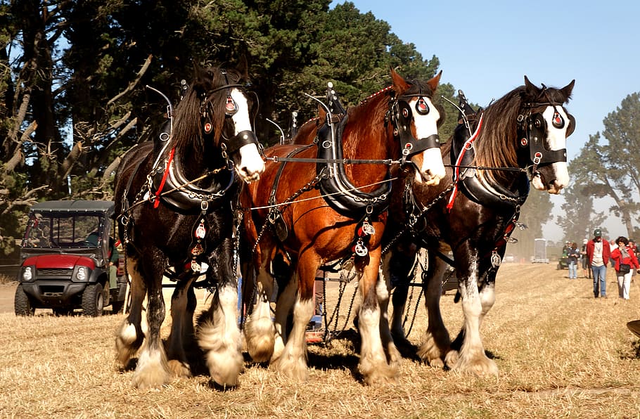 Show, three, horses, pulling, wagon, domestic animals, mammal, domestic,  livestock, horse | Pxfuel