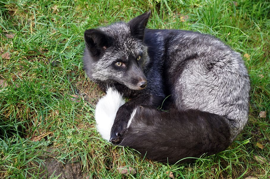 fox, grass field, black fox, fuchs, lying, tired, fur, grey, pointed, ears