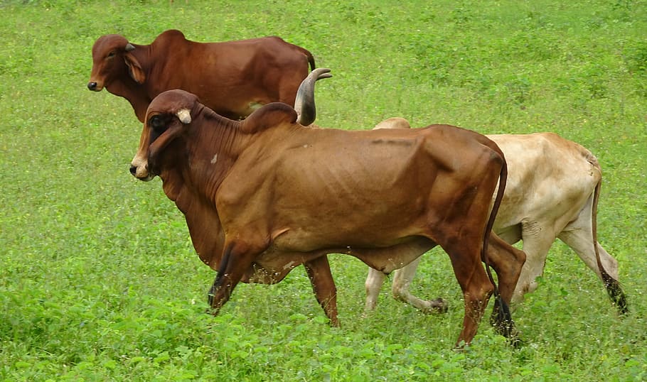 sapi, gir, berkembang biak, banteng, brahman, zebu, bos, domestik, termasuk keluarga sapi, indicus